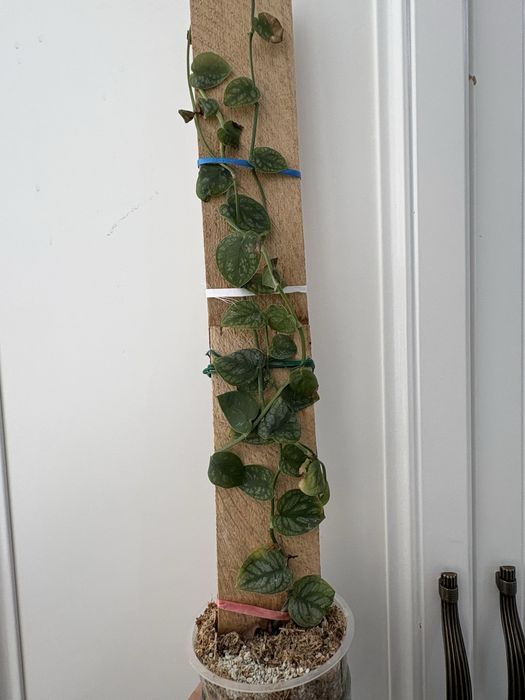 продам монстеру дубия и стрелицию