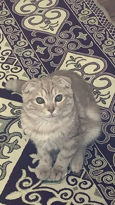 Срочно  ищем невесту