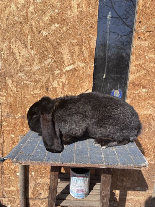 Mascul berbec german