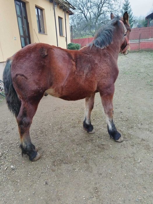 manz de vanzare de 7 luni