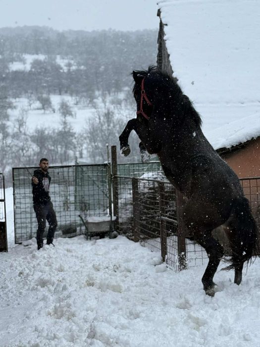 Manza de 1 an jumate