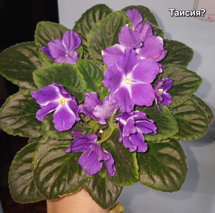 Продам фиалки взрослые