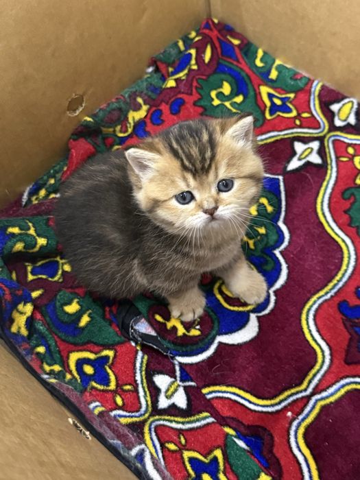 Scottish gold Straight