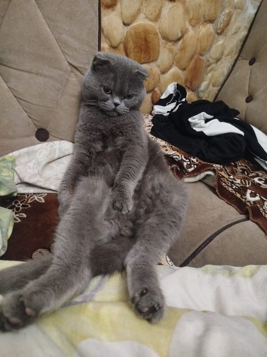 Котята вислоухие