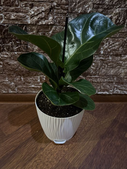 Фикус Лирата и Робуста