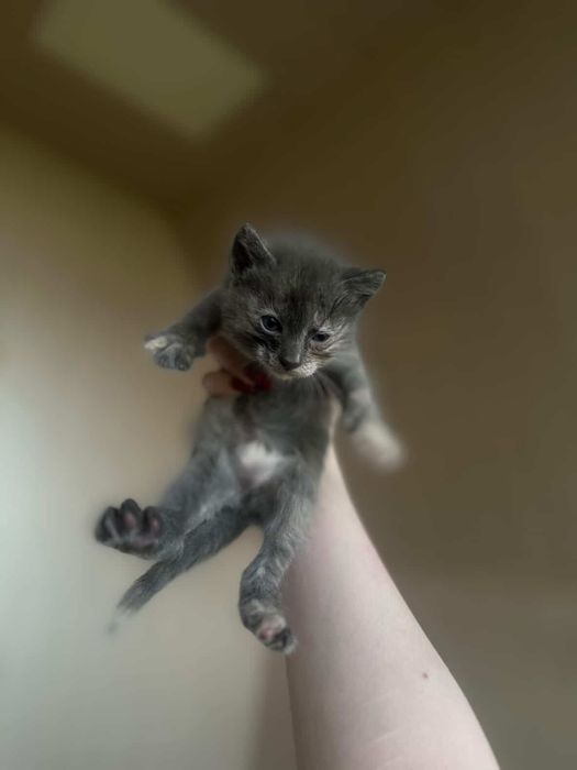 Красивые котята в хорошие руки