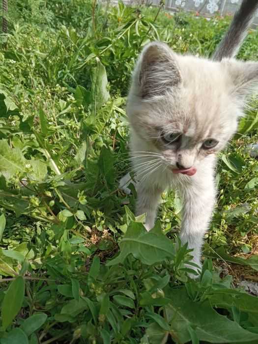 Подарим котят в хорошие руки
