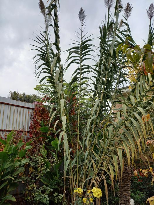 Продам декоративный камышь