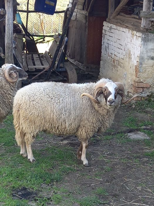 Кочове.                  .