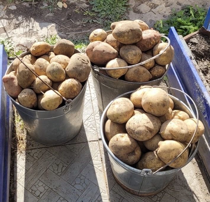 Продам картофель