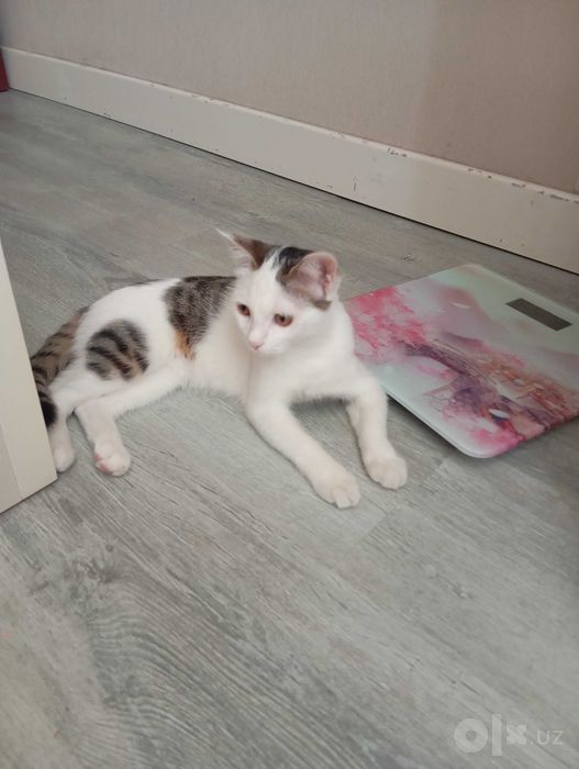 Котёнок за бесплатно