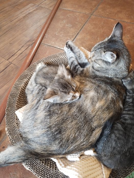 Котята.Отдам в хорошие руки