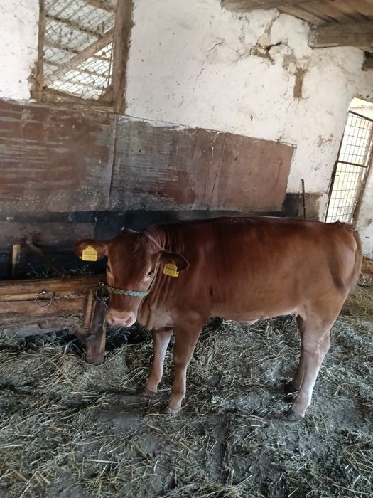 Vând vițea de 3 luni