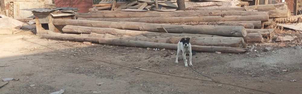 Продам дерево кругляк