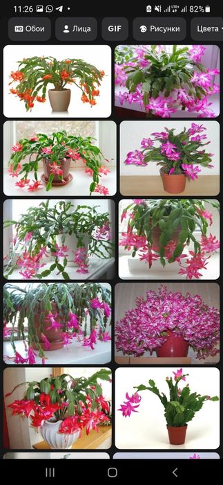 Красавицы декабристки