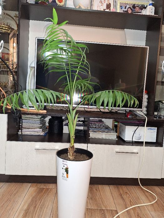 Офисные растения