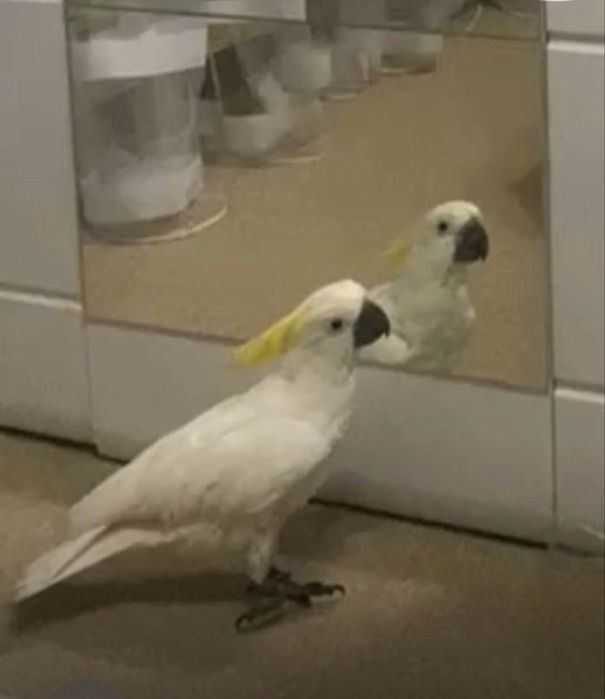 Продам попугая Какаду Кешу