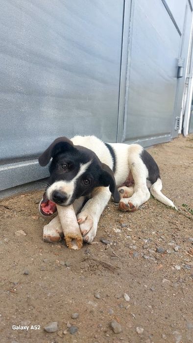 Отдаются щеночки в хорошие руки