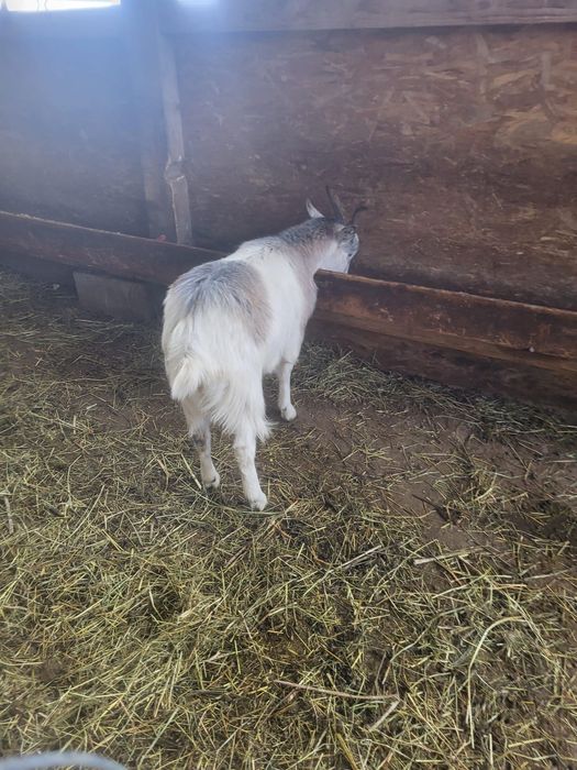 Vând 2 iede și un țăpișor