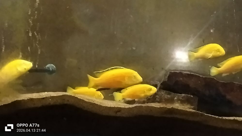 Продаю рыбок еллоу