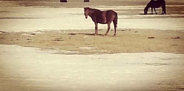 Продам, буаз бие  сатам