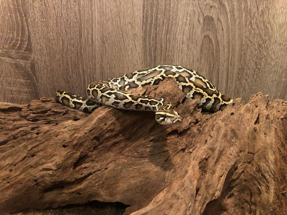 Vand Piton Birmanez,Birman/șarpe.