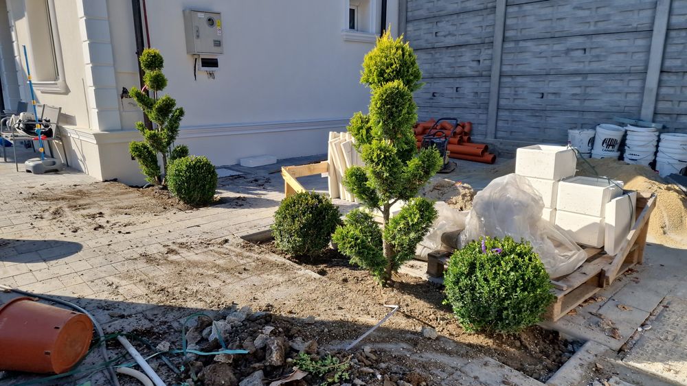 Plante ornamentale diversificate orice specie