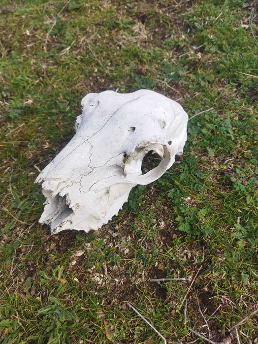 Череп, черепи за декорация