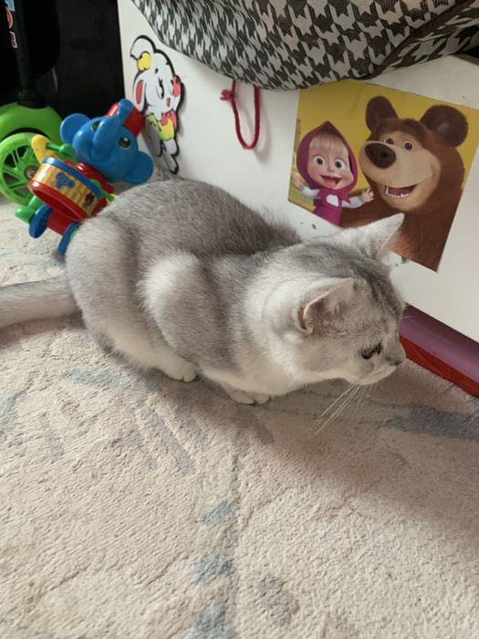 Продам котенка пародистый