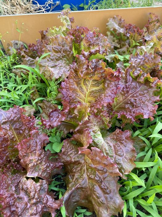 Дача в черте города Актау.