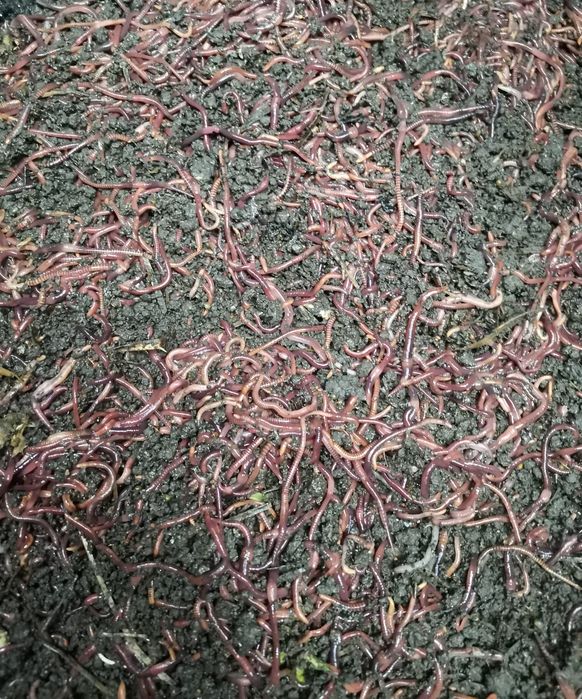 Momeală vie pentru pescuit–Râme roșii,Canadiene/Tulcea Negre,Lipitori