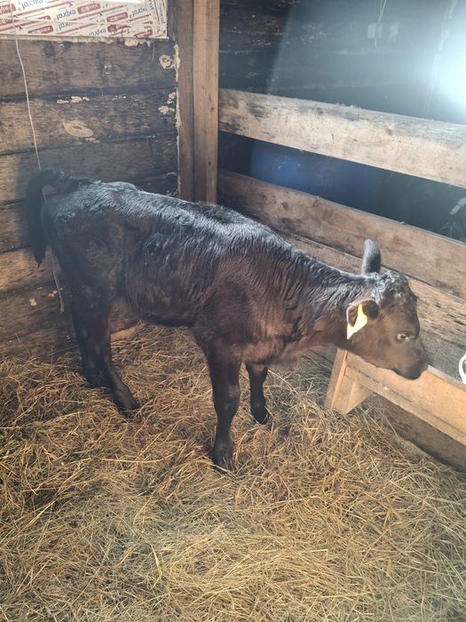 Тёлочка 1месяц подсосная