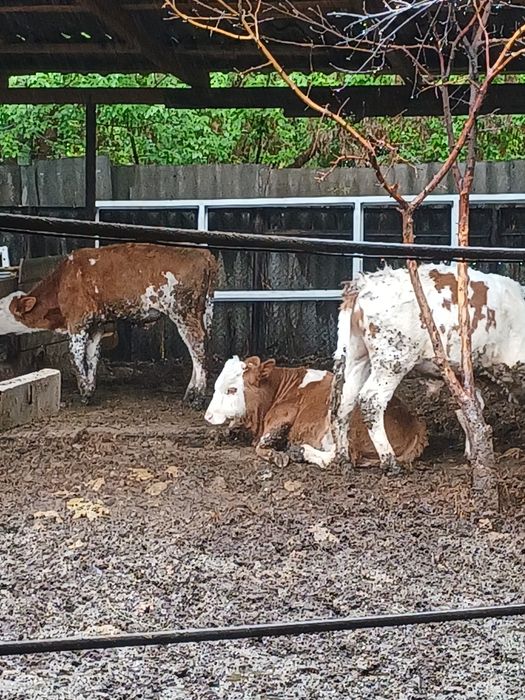 Бычки породы "Симментал"