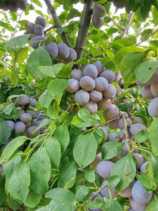 Vand prune Centenar