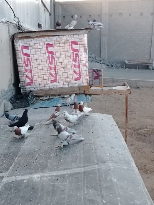 Kaptarla sotiladi optom