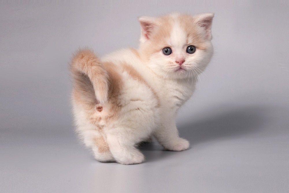 Шикарные шотландские котята