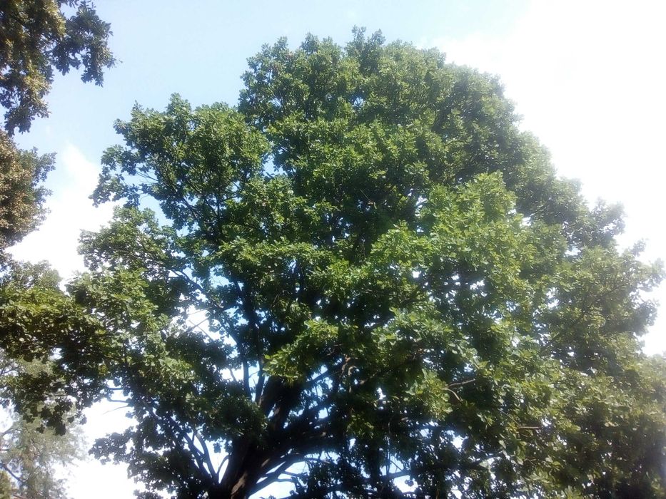 Дъб, Горски,Летен,Quercus Robur, Разсад