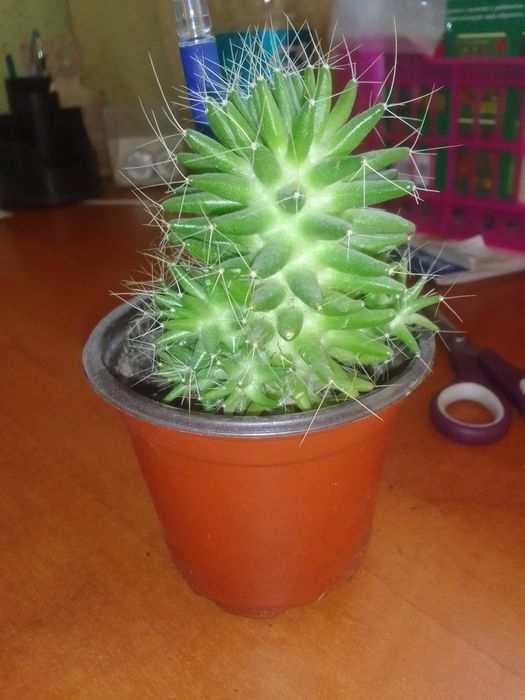 Продам Отростки кактусов