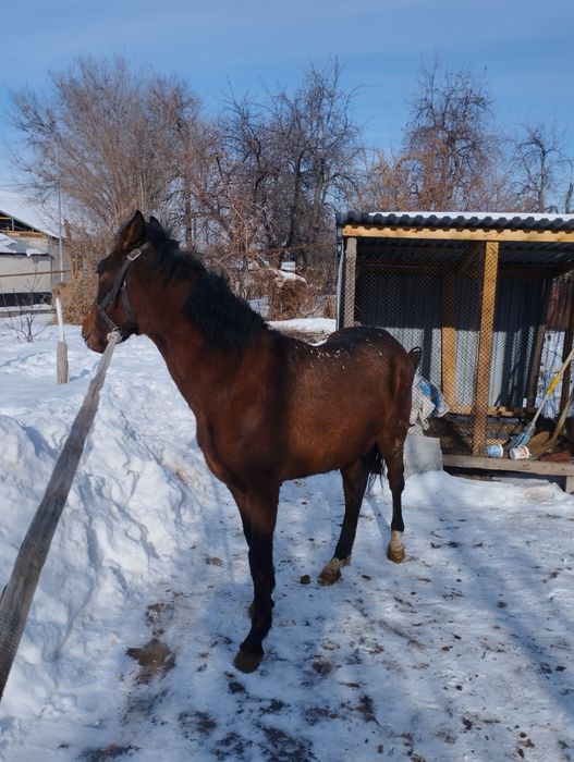 Продам лошадь жебчика
