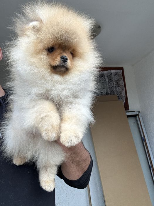 Померан мини померанче