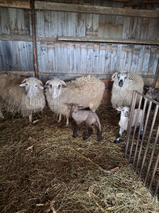 Oi  cu miei de vânzare.