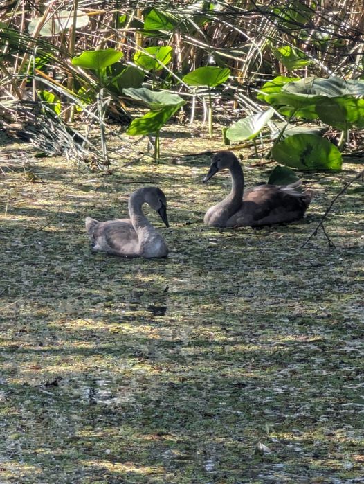 Teren intravilan 9 Mai - Tulcea