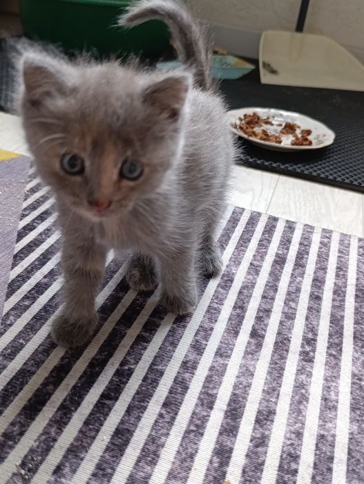 Котят в добрые руки