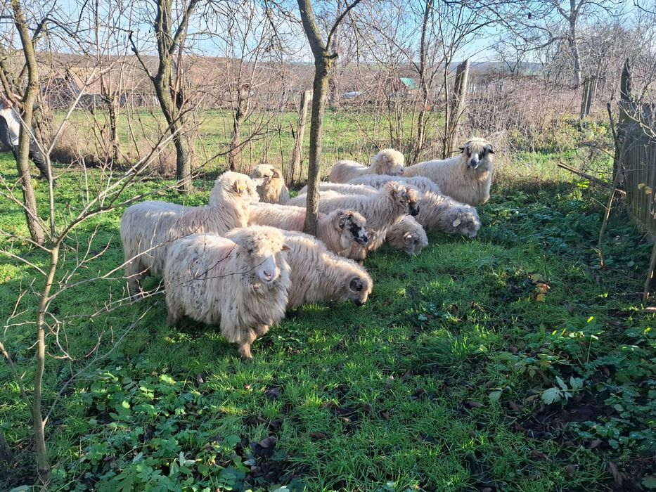 Vând 10 oi țurcane