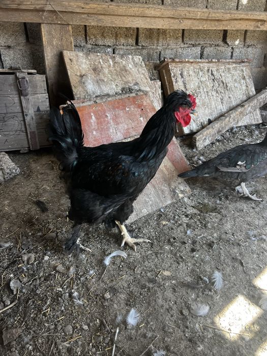 Кара кораз жас қара қораз