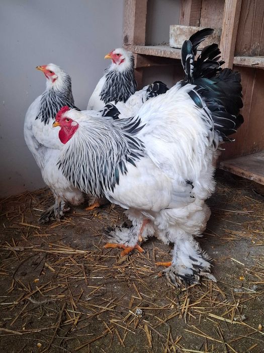 Gaini brahma HD,rate lesesti ciocolatii,porumbei voltati