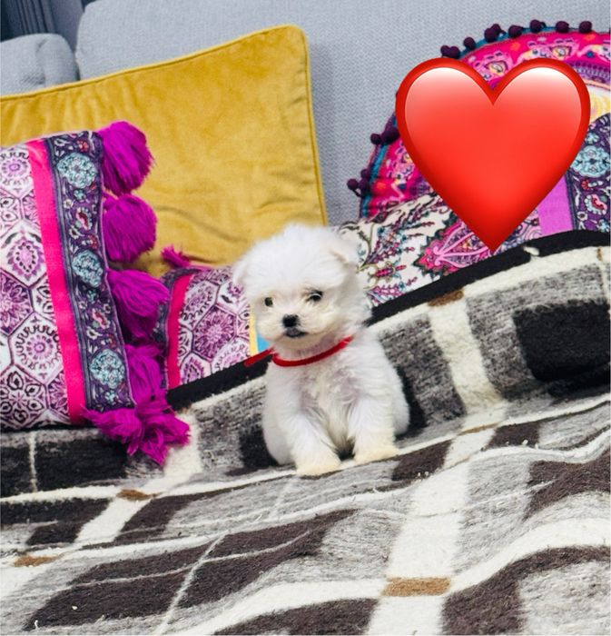 Bichon maltez miny toy