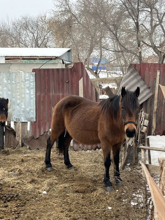 Бие жабағысымен сатылады