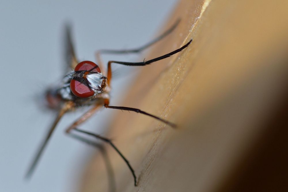 AF Tokina 100mm f/2.8D Macro обектив Никон