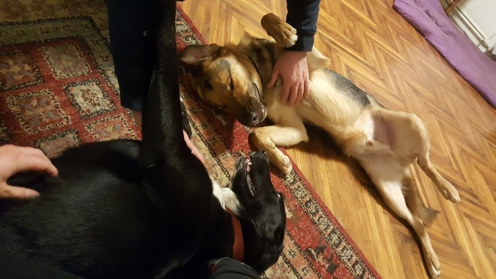 Pet sitter TM/ ingrijire caini si pisici la domiciliu / plimbare caini